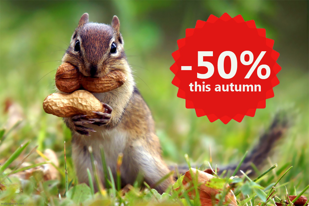 squirrel_en